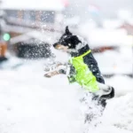 INSTA-Meteo-Toutou-Neige-Janvier-Hiver-Opening-500x500