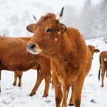 INSTA-vache-de-neige-Ski-Hiver-Opening-500x500