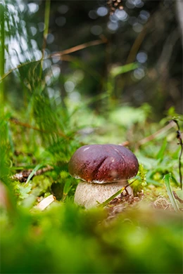 Engagements-Meribel-2038-pilliers-Biodiversite-et-Ressources-260x390