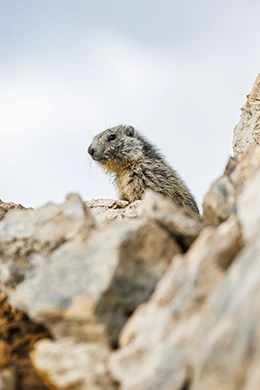 Ete-Page-Quartier-Meribel-Mottaret-Marmottes-Vanoise-260x390