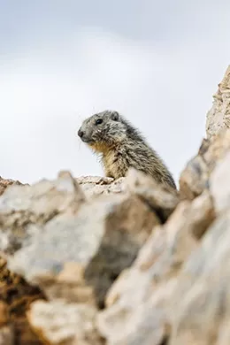 Ete-Page-Quartier-Meribel-Mottaret-Marmottes-Vanoise-260x390
