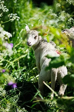 Ete-Pass-Explorateur-Activite-Animation-Mini Ferme-260x390