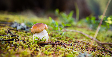 Champignons Méribel